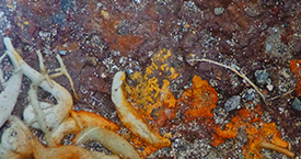 Haim Zadok & Co Law offices